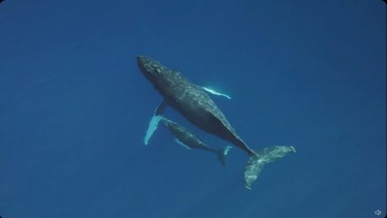 "Vistas espetaculares da vida selvagem marinha"