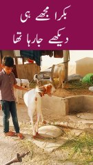 BAKRA mujhy hi DEKH Raha tha😳