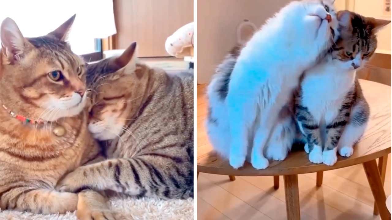 Süßes Video zeigt die romantischsten Katzen der Welt