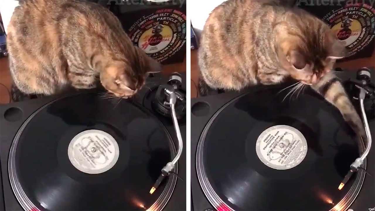 Lustiges Video: DJ-Katze zeigt, wie man mit Vinylplatten auflegt