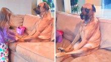 Hilarisch filmpje: hond toont eindeloos geduld tijdens 'consult' met klein doktertje