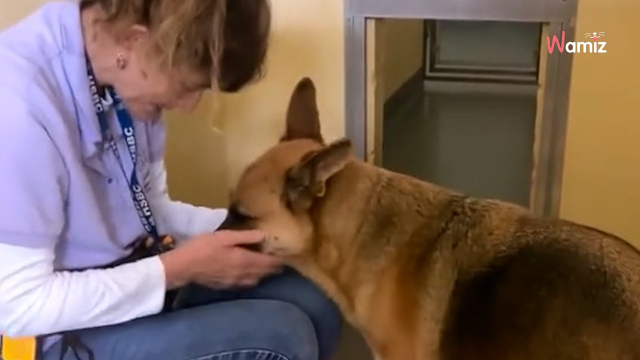 „Nie mogę przestać płakać”: cierpienie porzuconego owczarka niemieckiego poruszyło miliony osób (video)