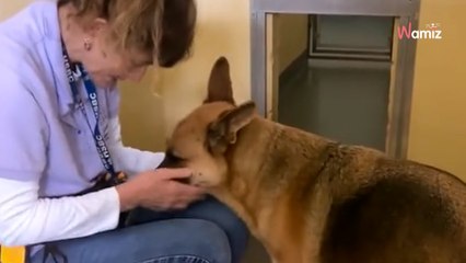 „Nie mogę przestać płakać”: cierpienie porzuconego owczarka niemieckiego poruszyło miliony osób (video)