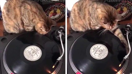 סרטון מצחיק: חתול DJ מדגים איך לתקלט עם תקליטי ויניל