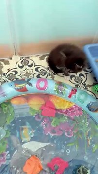 bébés MAINE COON nés le 01 juin 2025 disponibles