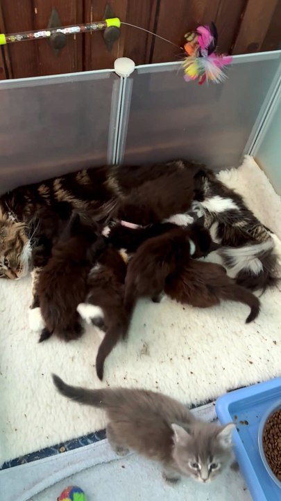 USOLINE DU PALAIS DU MCOON  et ses bébés nés le 1 er juin 2025