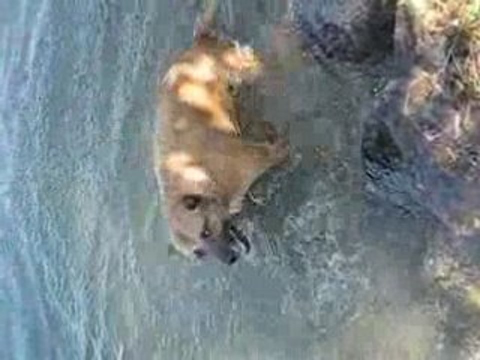 Tyson le poisson-chien