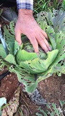 Cabbage harvest (Lahana hasatı)