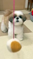 _Cute_little_puppies