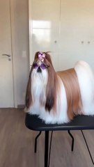 You_need_a_professional_barber_in_2025___Cute_dogs,_Dog_memes,_Shitzu_puppies(360P)