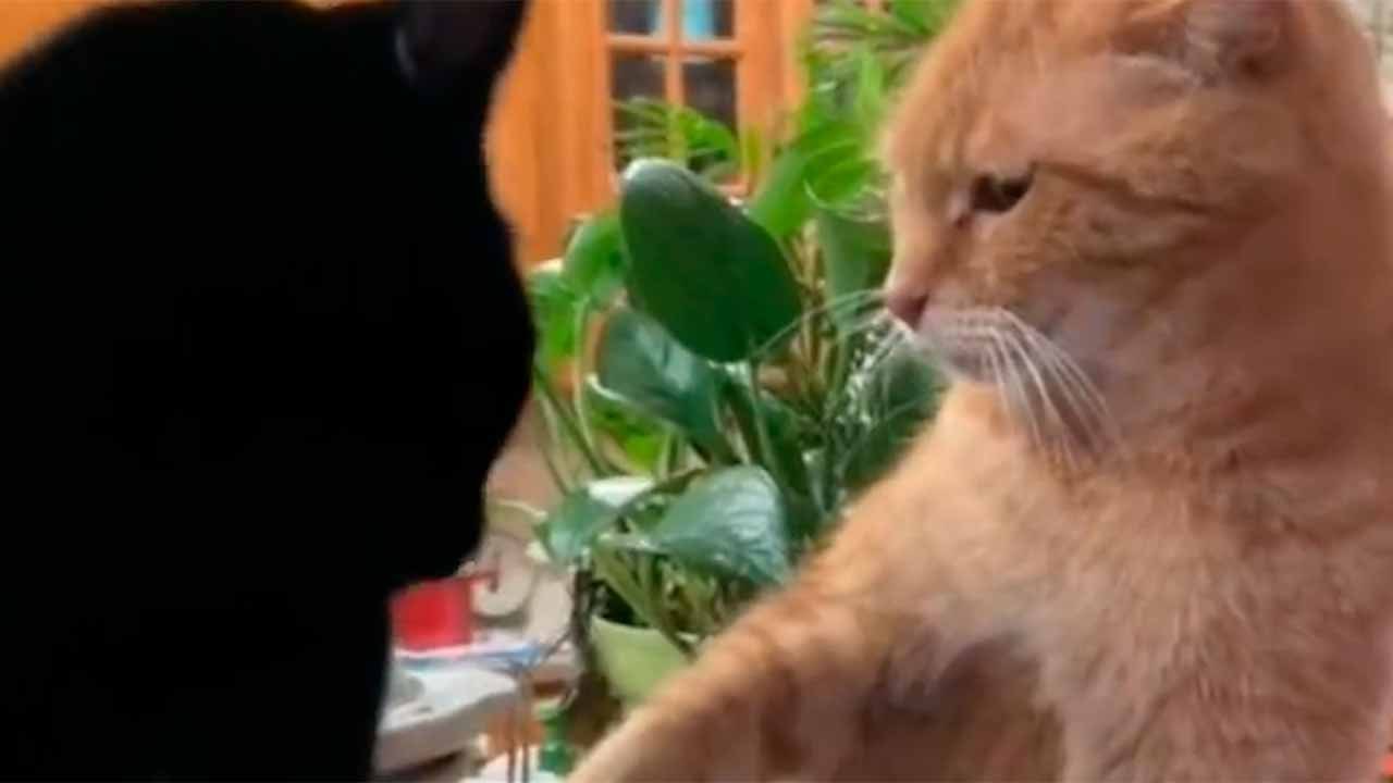 Charmeur-Kater kassiert epische Abfuhr von schlecht gelaunter Katze – Video geht viral