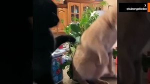 Un chat dragueur se fait violemment rejeter par une chatte de mauvaise humeur – la vidéo devient virale