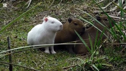 capibara blanco
