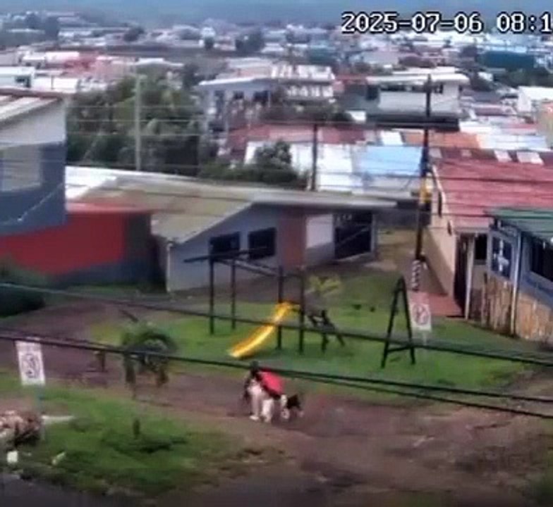 🚨 Se lanzó sin pensarlo: Mujer enfrentó a seis perros para salvar a su perrito 🐕‍🦺