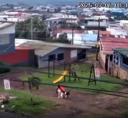 🚨 Se lanzó sin pensarlo: Mujer enfrentó a seis perros para salvar a su perrito 🐕‍🦺