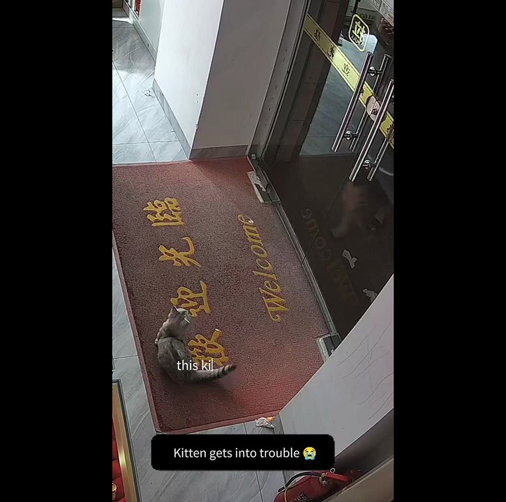 The kitten got stuck under the door #cat #kitten #kitty #help #shorts