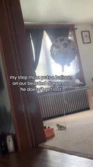 Bearded Dragon Has Balloon Tied to Him to Avoid Getting Lost