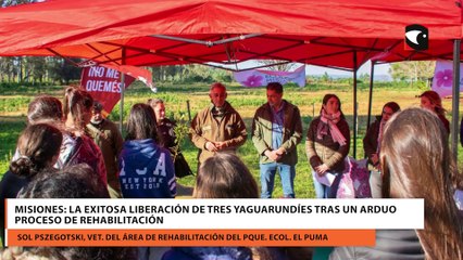 Misiones la exitosa liberación de tres yaguarundíes tras un arduo proceso de rehabilitación