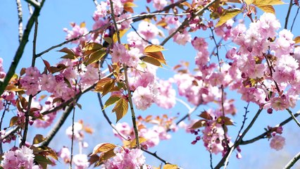Cherry Blossom Branches in Full Spring Bloom