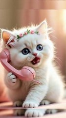 🇺🇸 Cutest Cat Phone Call Ever Caught on Camera!