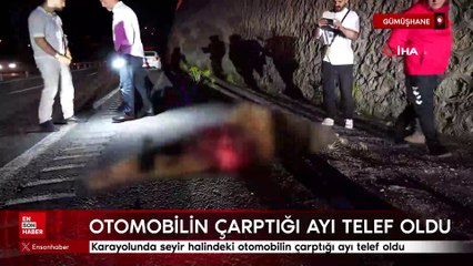 Gümüşhane’de otomobilin çarptığı ayı telef oldu