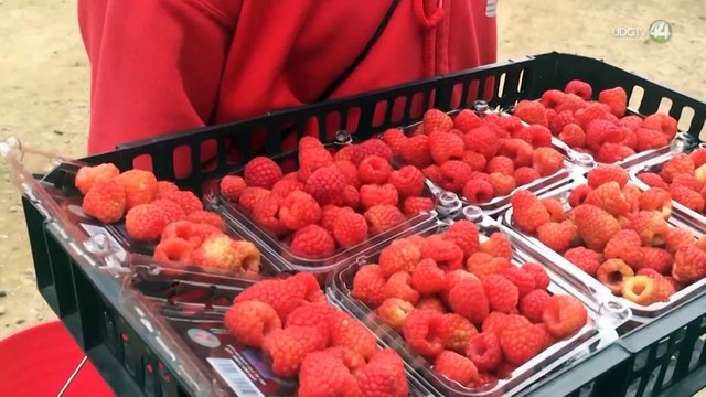 Luego de tres años difíciles, Jalisco lanza financiamiento para productores de berries