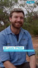 Bouncing brush-tailed bettongs released into the wild