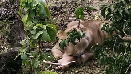 Big Cat Diary S3E4 - Part 2