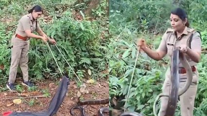 ಕಿಂಗ್ ಕೋಬ್ರಾ ಹಿಡಿದ ಡೇರಿಂಗ್ ಲೇಡಿ ಆಫೀಸರ್! 18 ಅಡಿ ಉದ್ದದ ಕಾಳಿಂಗನನ್ನು ಸೆರೆ ಹಿಡಿದ ಅಧಿಕಾರಿ