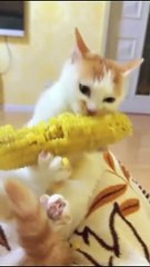 Cat 😺 #funnybaby #cutebaby #babyshower