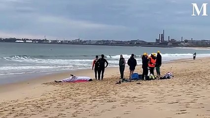 Melon-headed whale stranded at Wollongong's City Beach