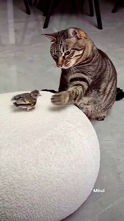 funnycat