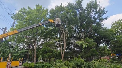 "하필 폭염 속 가지치기"...전주시 가로수 관리 비판 / YTN