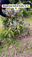 Pets Life #petslife #Viral #Funny #beauty