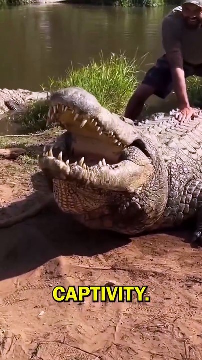 crocodile at 125 years