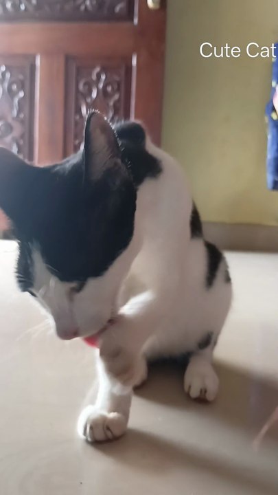 So Cute Cat 😺