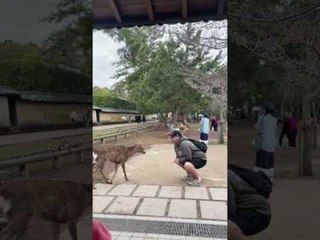 Deer Unexpectedly Attacks as Man Offers Food to Him From His Mouth