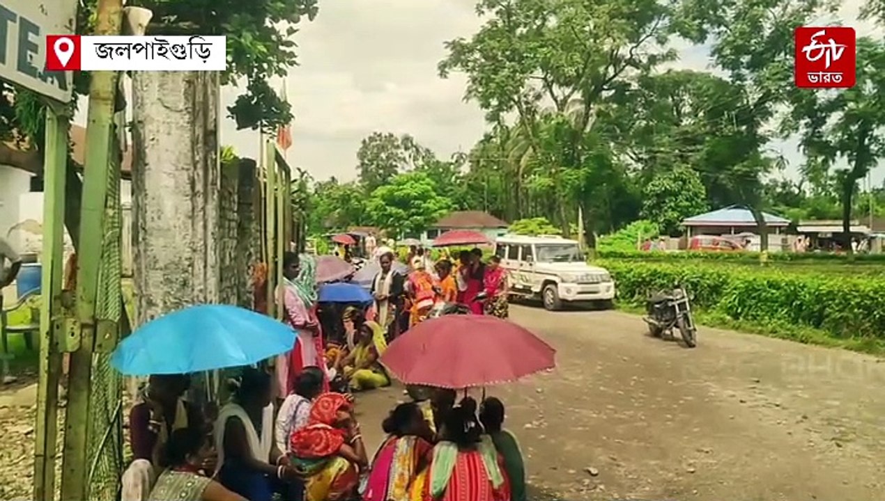 বন্ধ হয়ে গেল চা-বাগান, কর্মহীন হাজার হাজার শ্রমিক