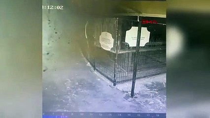 Türkiye'nin konuştuğu aslan saldırısında büyük ihmal ortaya çıktı!