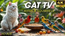 Tiny Birds & Bushy-Tailed Squirrels in the Summer Breeze - Birds For Cats To Watch