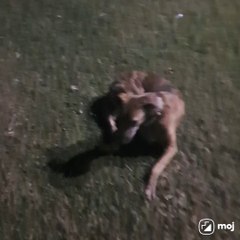 A cozy, heartwarming scene filled with furry friends relaxing in nature’s embrace.  #ViralReels #TrendingNow #DogLovers