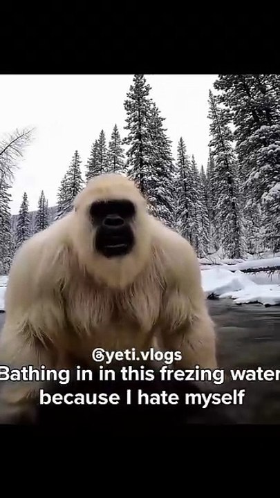 Yeti bathing in freezing water today.