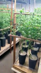 VÍDEO: Imóvel escondia mega plantação de maconha em Florianópolis