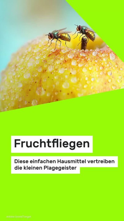 Copy of Fruchtfliegen: Diese einfachen Hausmittel vertreiben die kleinen Plagegeister