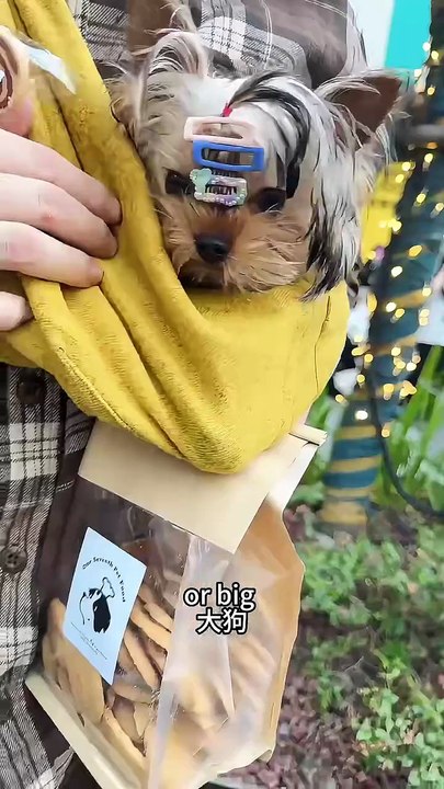 Short video dog and girel