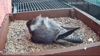 Mother instinct is next level!!! #pigeon