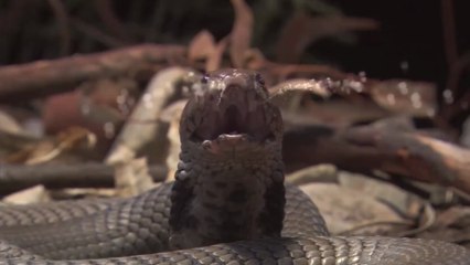 "Piores Coisas para Fazer ao ser Picado por uma Cobra"