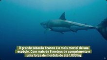 "Os 5 Tubarões Mais Mortais Dos Oceanos"