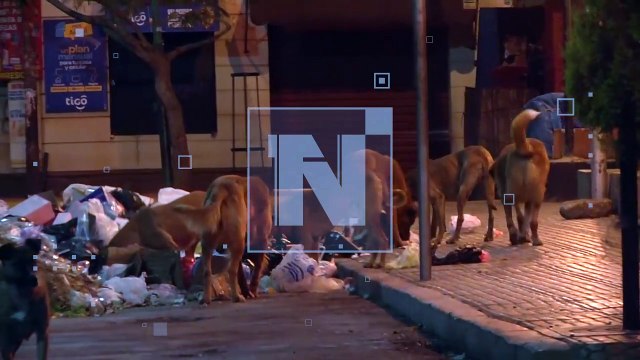 VIDEO: Jauría de perros callejeros mata gatos y esparce basura en los mercados