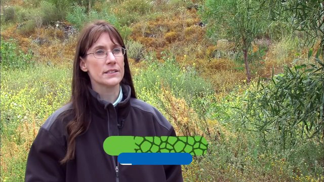 Why Restoring the Cacti After a Wildfire is One of the Most Important Jobs Out There